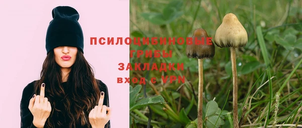 прущие грибы Абдулино